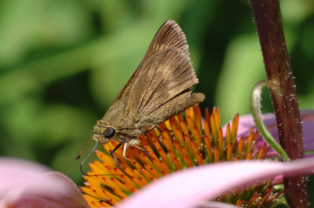 121 2011-07173164 Broad Meadow Brook Wildlife Sanctuary, MA.JPG - Northern Broken-Dash Skipper (Wallengrenia egeremet). Broad Meadow Brook Wildlife Sanctuary, MA, 7-17-2011